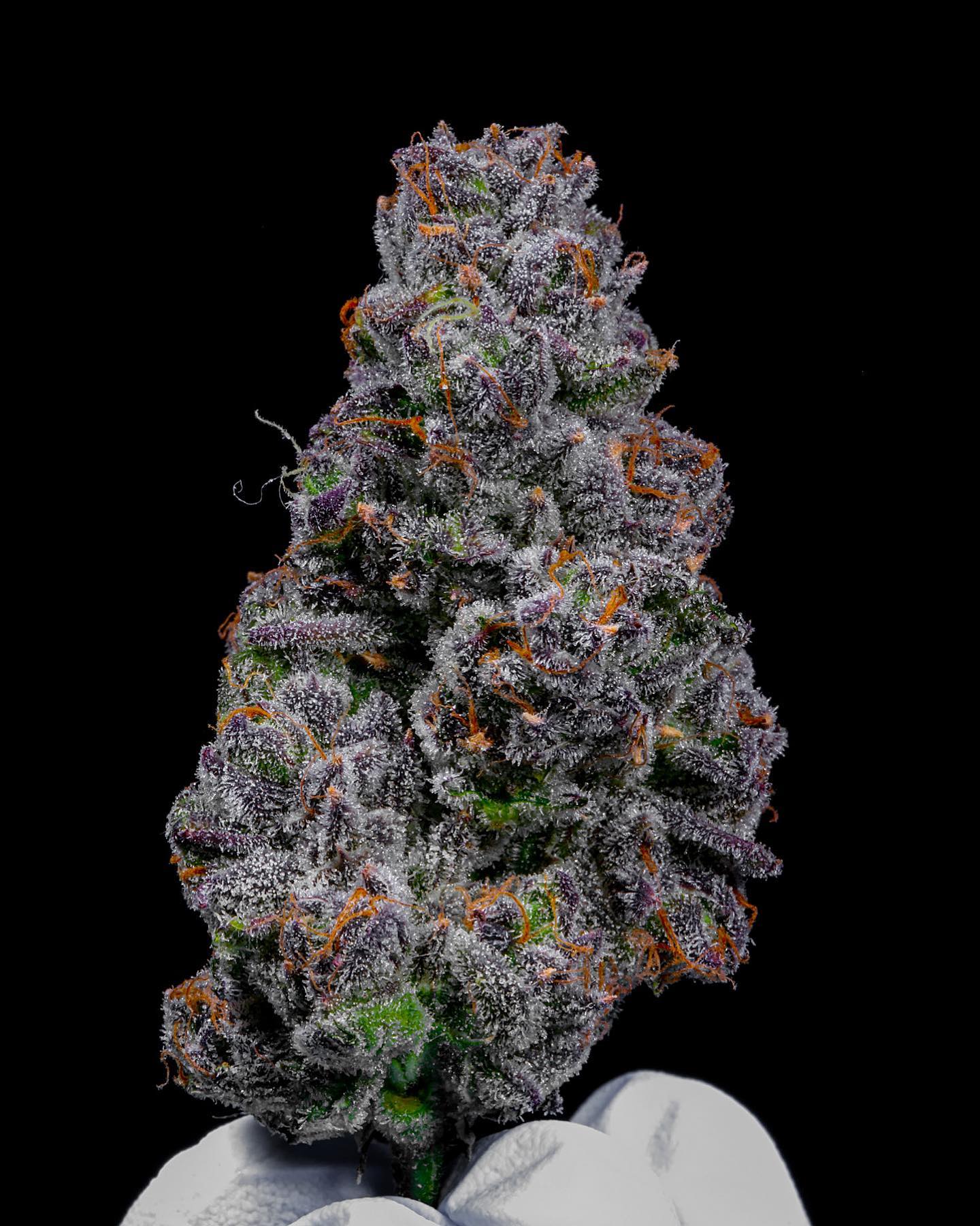 Lemon Cherry Fritter (F)