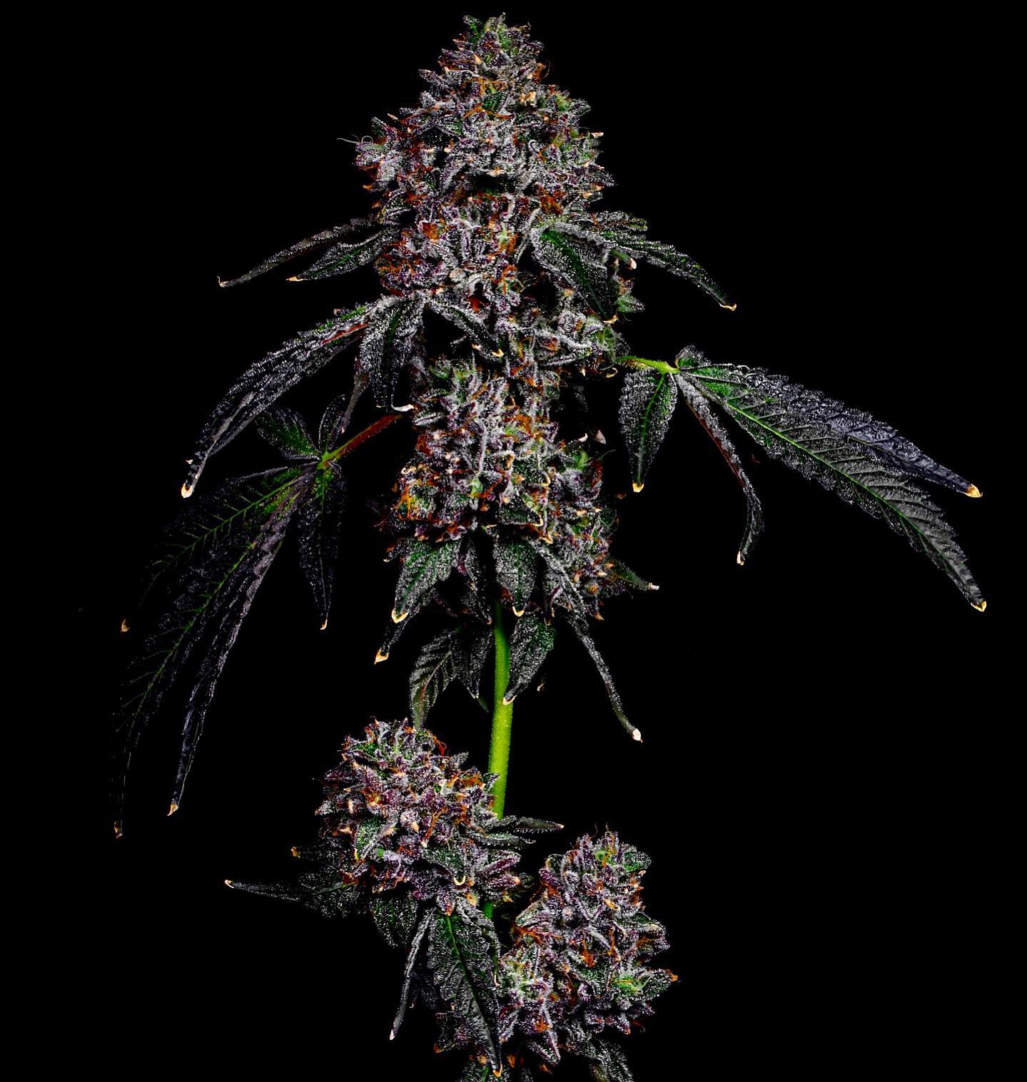 Lit Farms Lemon Cherry Garlic Seeds
