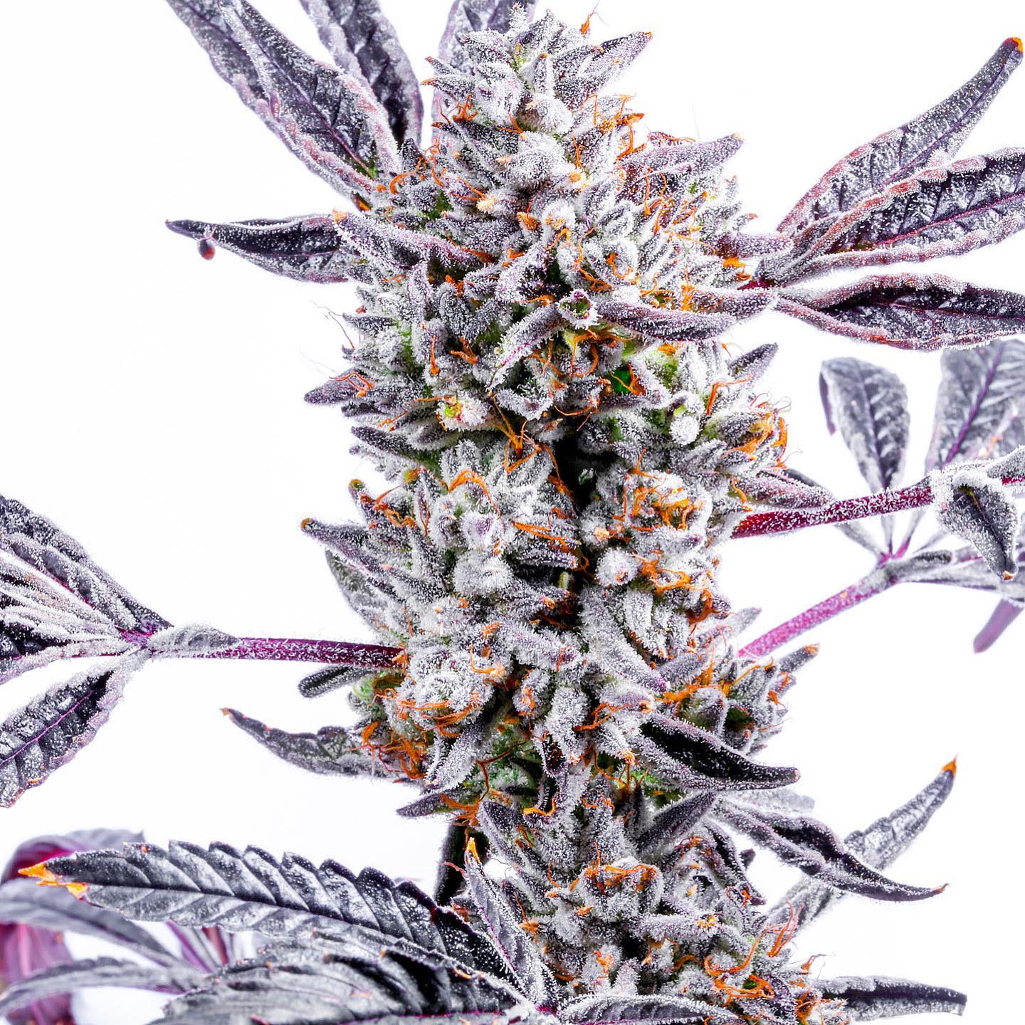Lemon Cherry Dosi (F)
