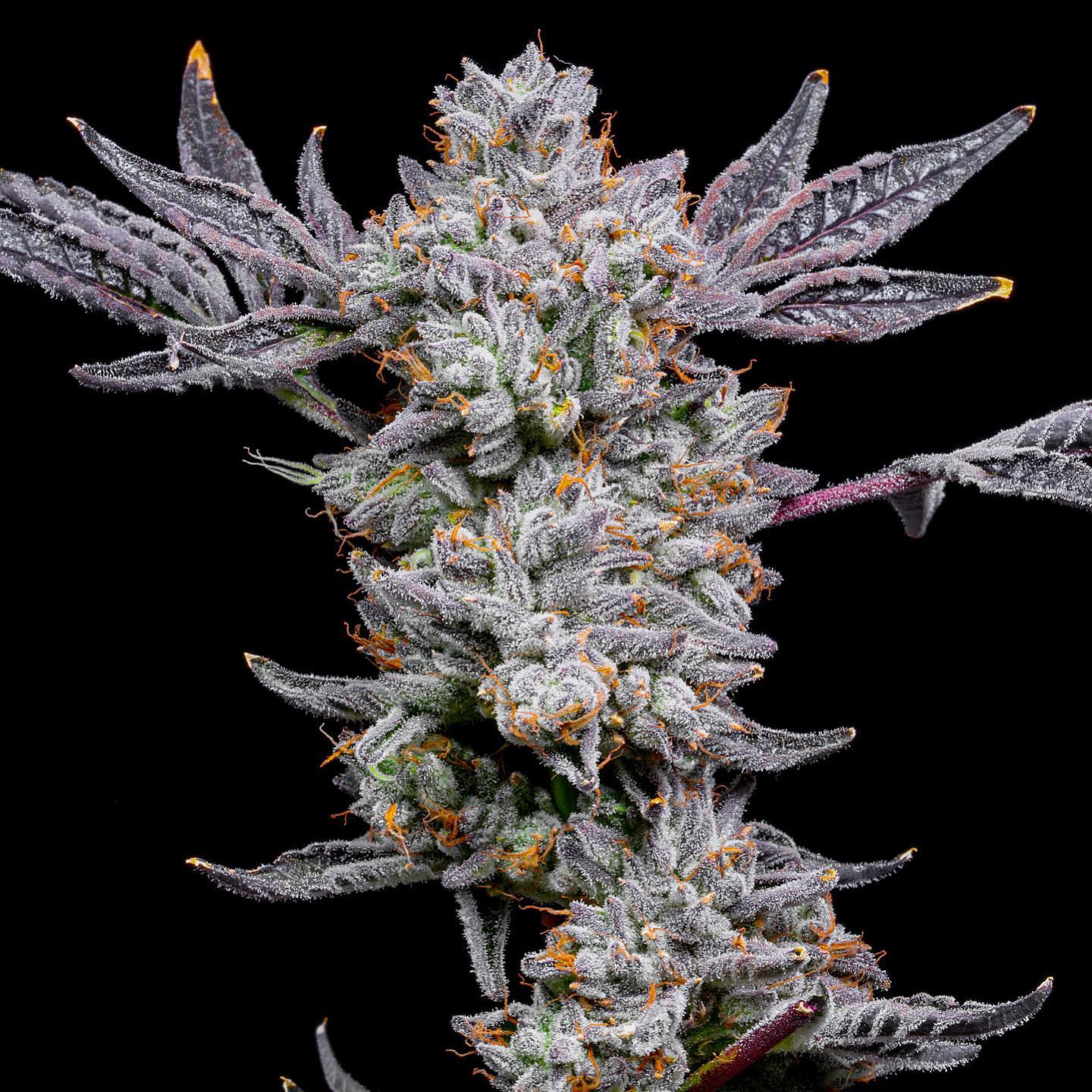 Lemon Cherry Dosi (F)