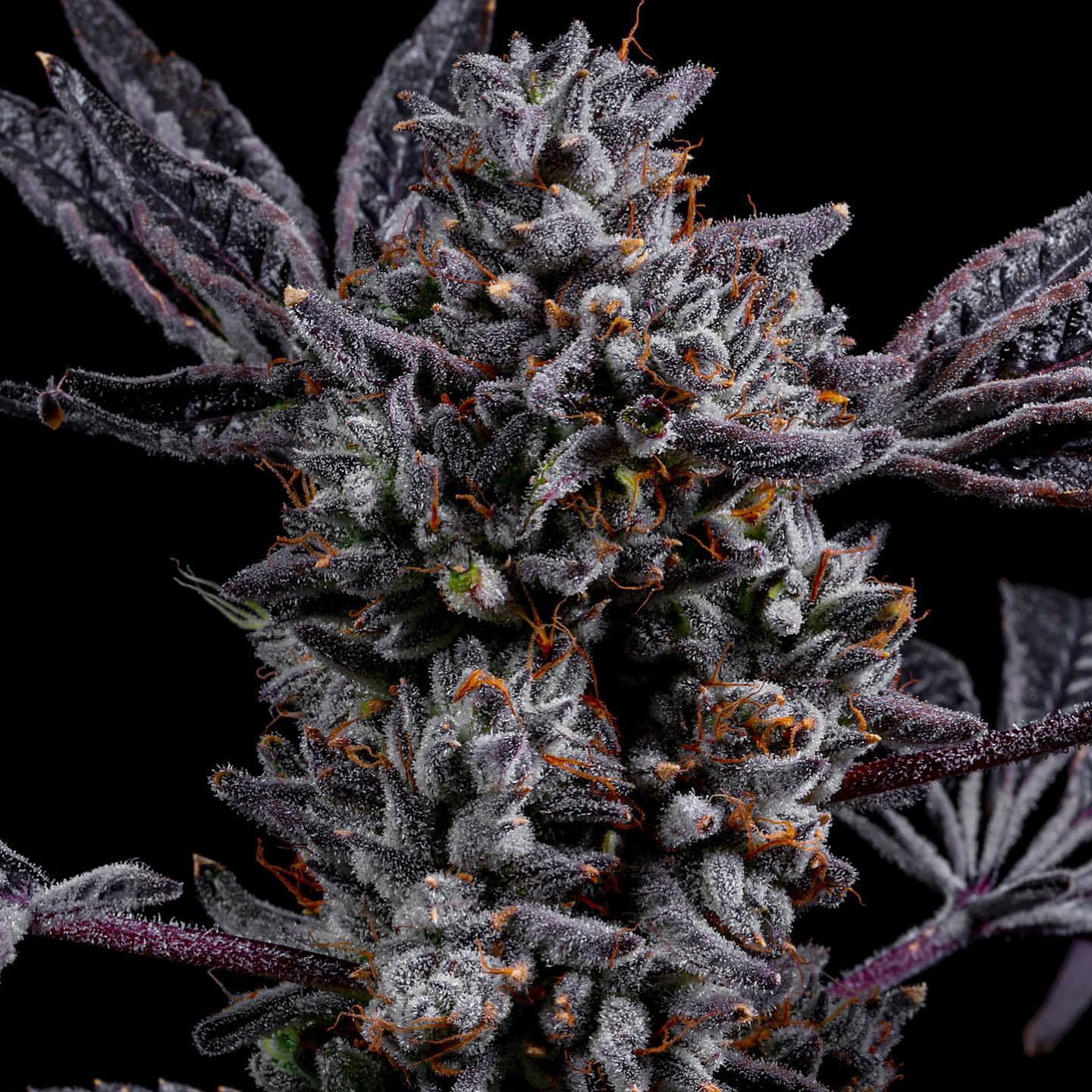 Lemon Cherry Dosi (F)