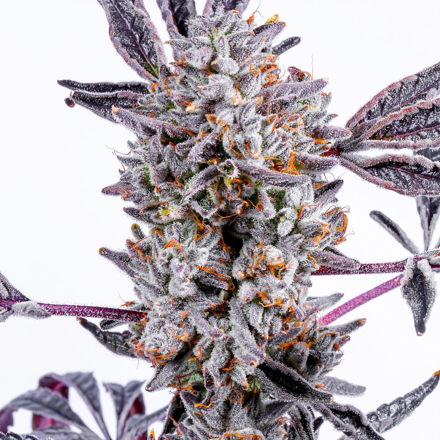 Lemon Cherry Dosi (F)