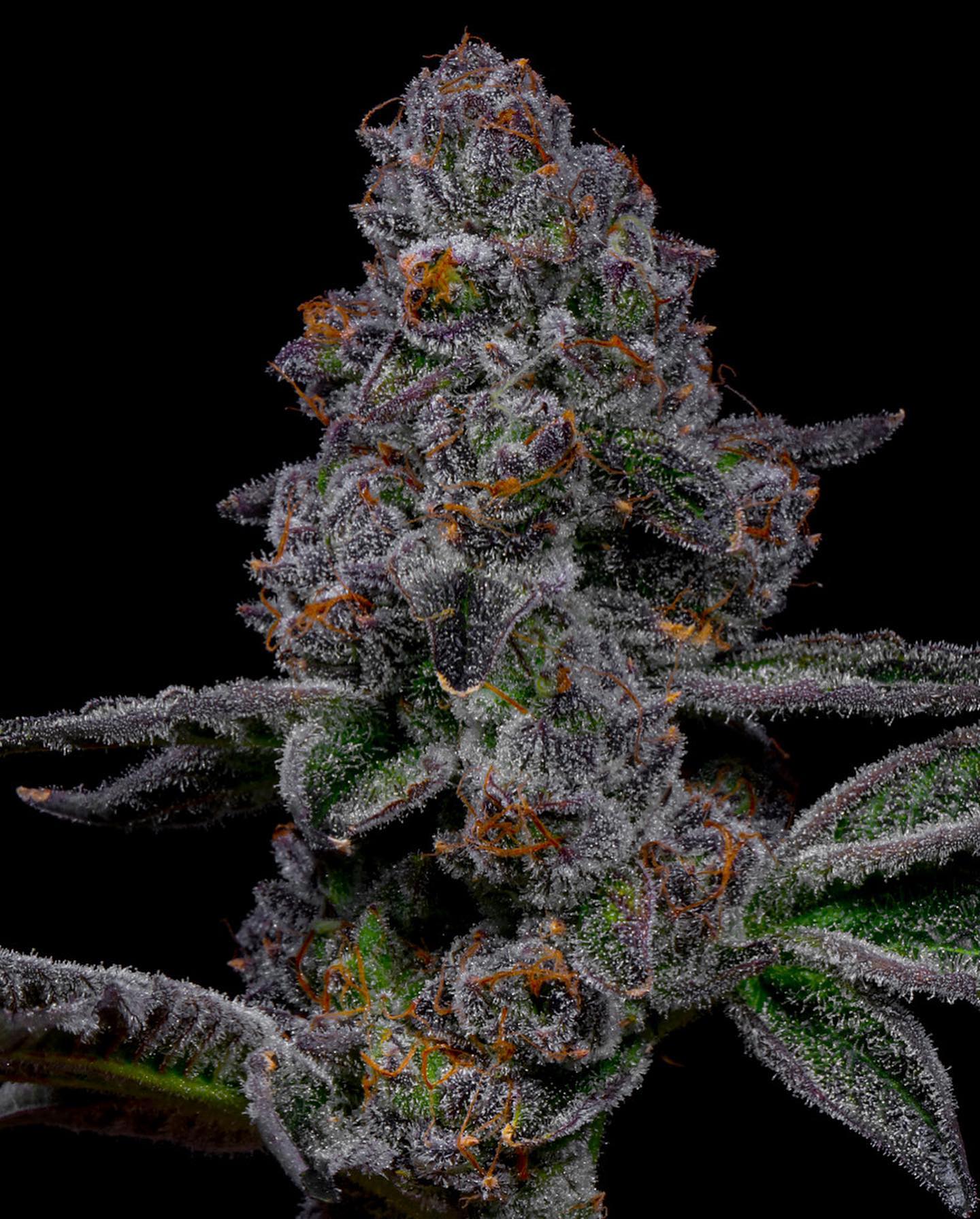 Lemon Cherry Fritter (F)