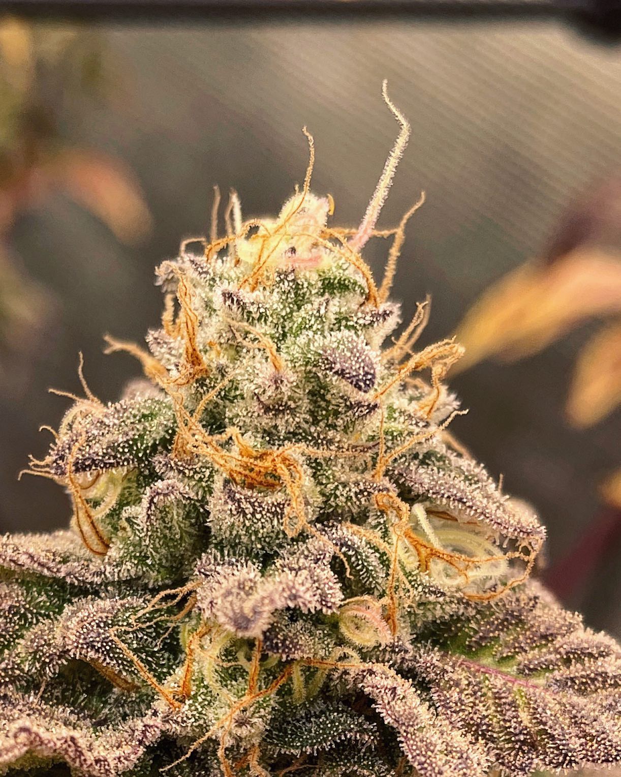 Pyxy Styx (Wedding Pie) x Papaya Cannarado Genetics Seeds