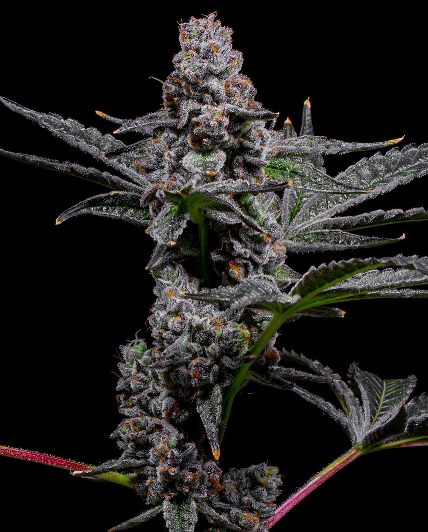 Lit Farms Lemon Cherry Fritter