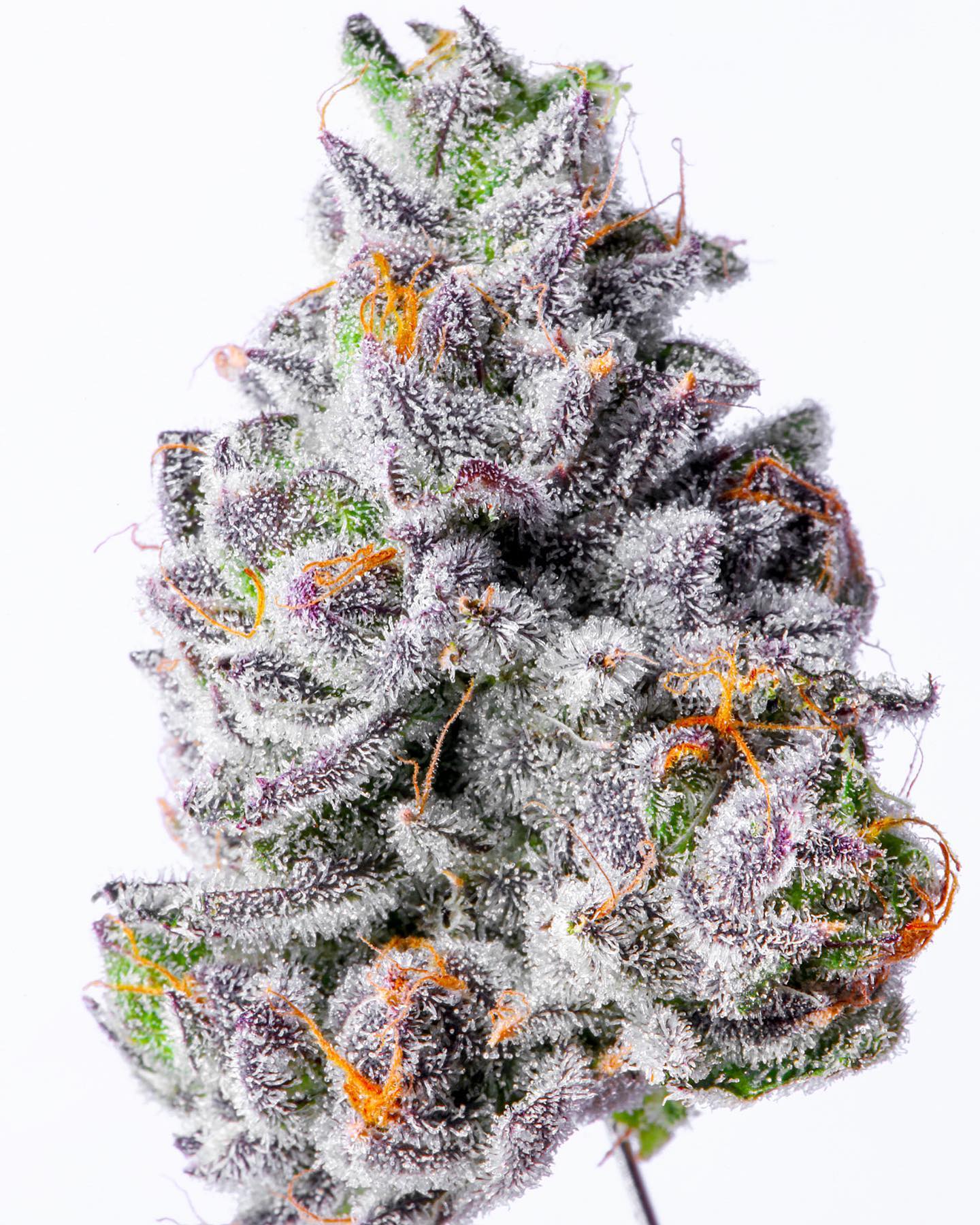 Lit Farms Lemon Cherry Fritter Seeds