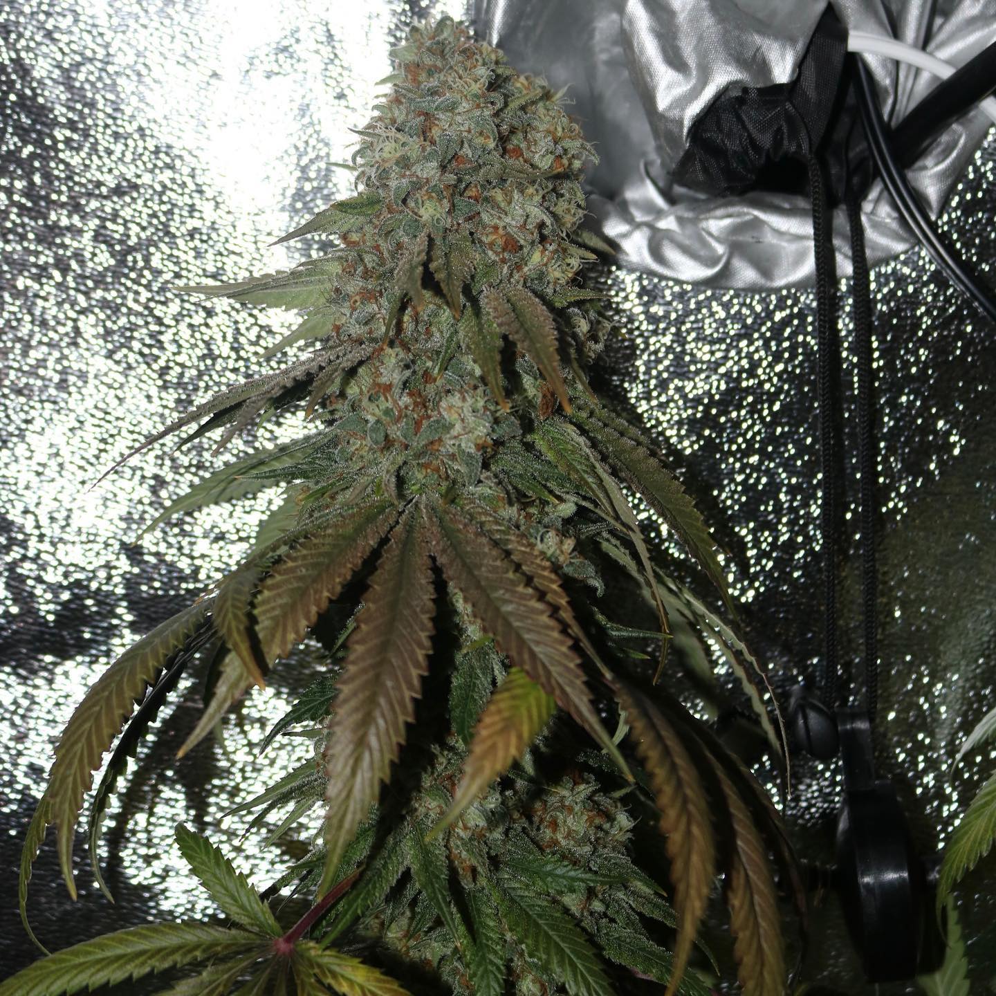 Candyclysm (Zawtz x Papaya) Fem