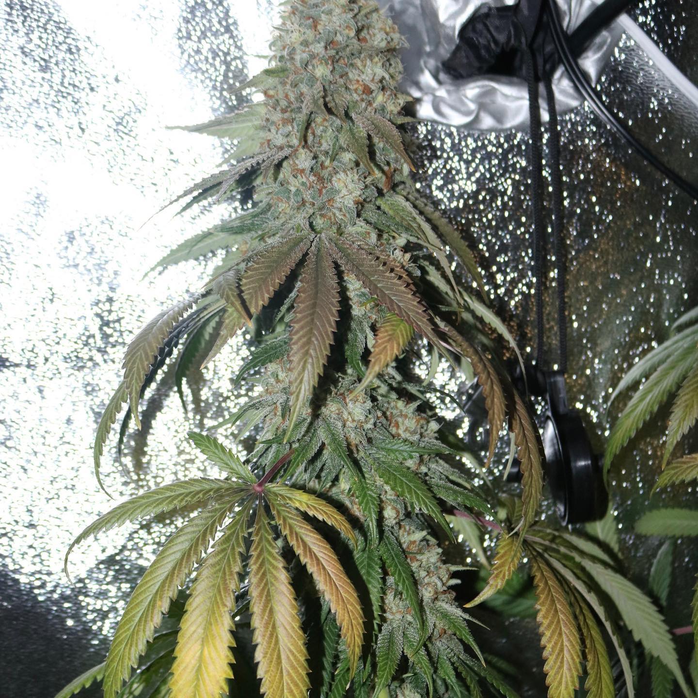 Candyclysm (Zawtz x Papaya) Fem