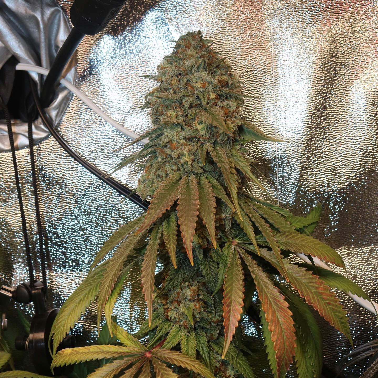 Candyclysm (Zawtz x Papaya) Fem