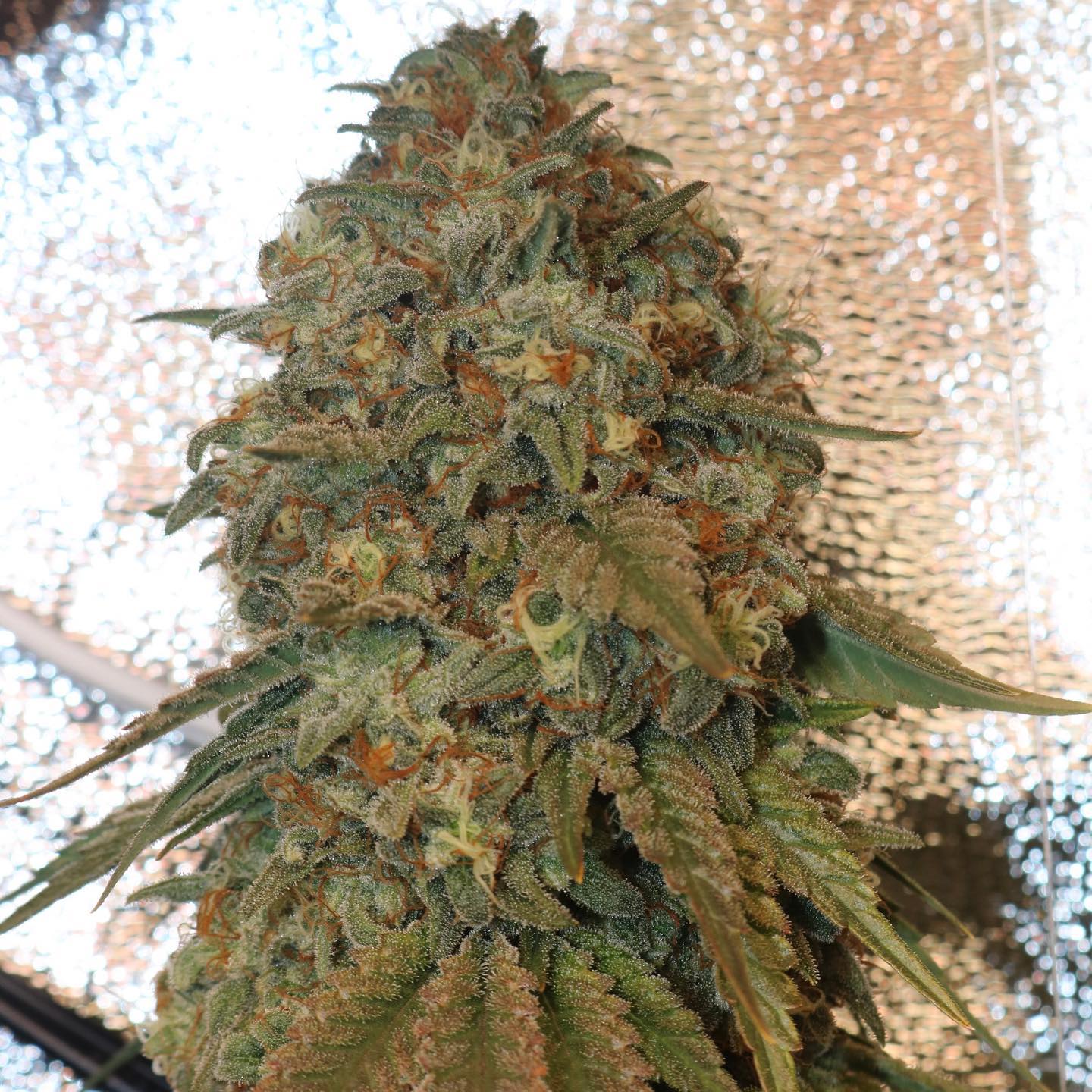Candyclysm (Zawtz x Papaya) Fem