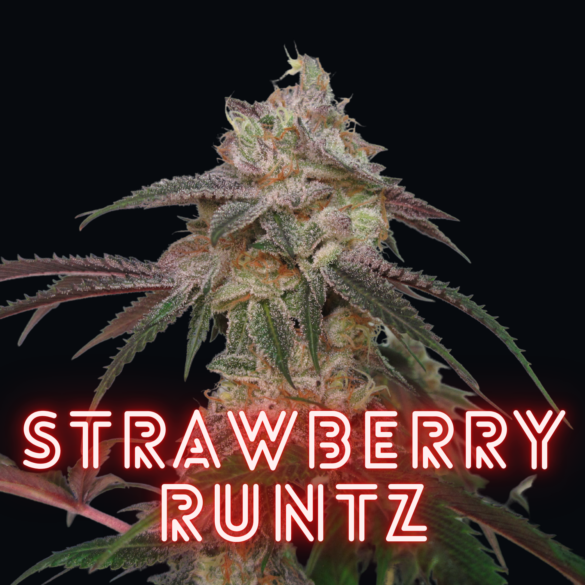 Strawberry Runtz Fem Seeds