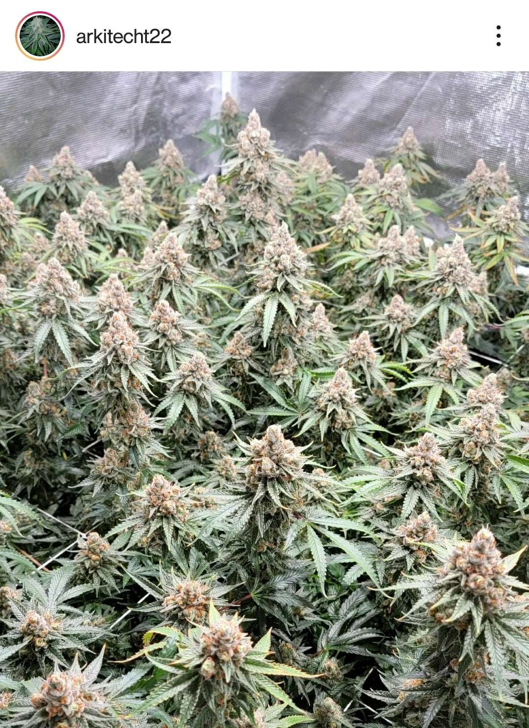 Lush as Fuck (fems)