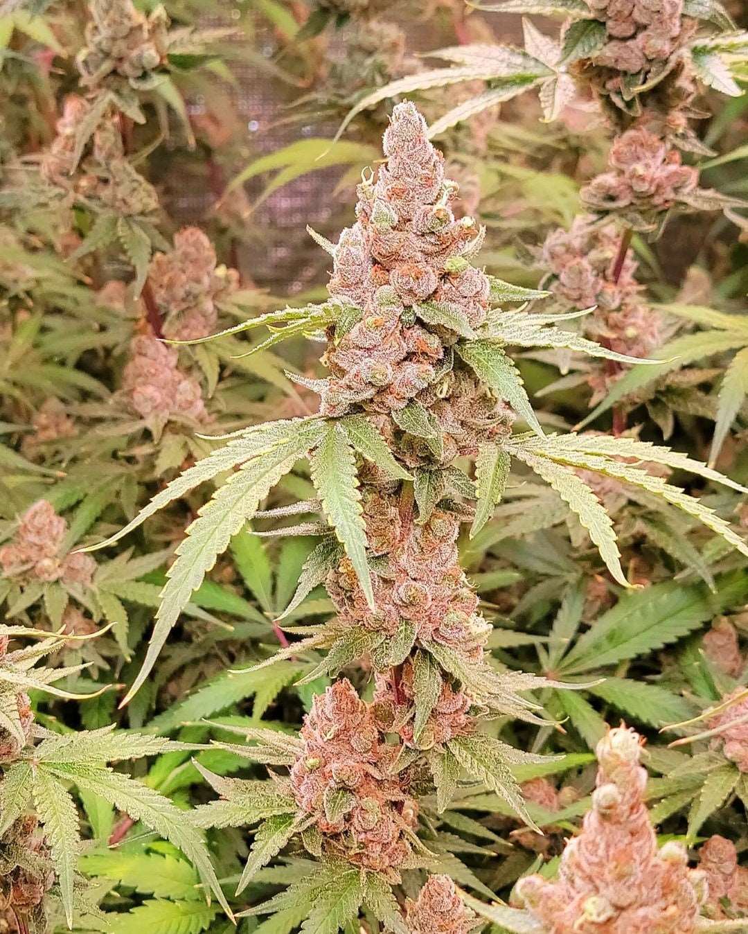 Lush as Fuck (fems)