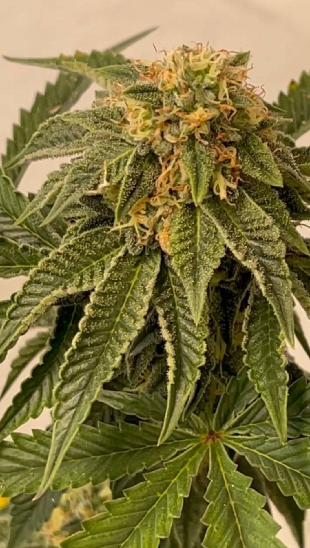 Money Gun x Rainbow Crushers (F)