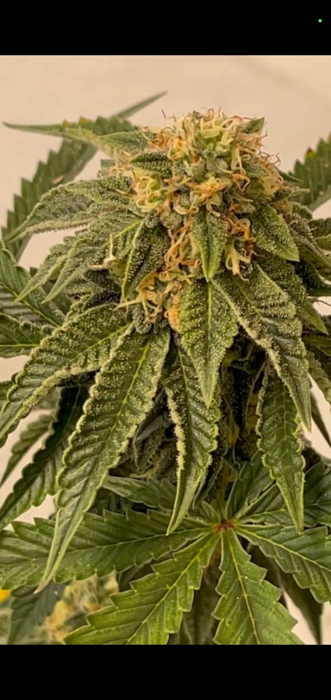 Money Gun x Rainbow Crushers (F)