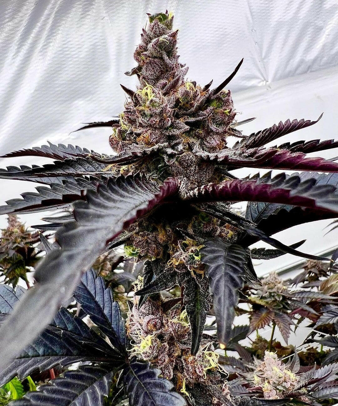 Twizzle Dance (Jigglers x Scotty 2 Hotty) 6 Fems Exotic Genetix