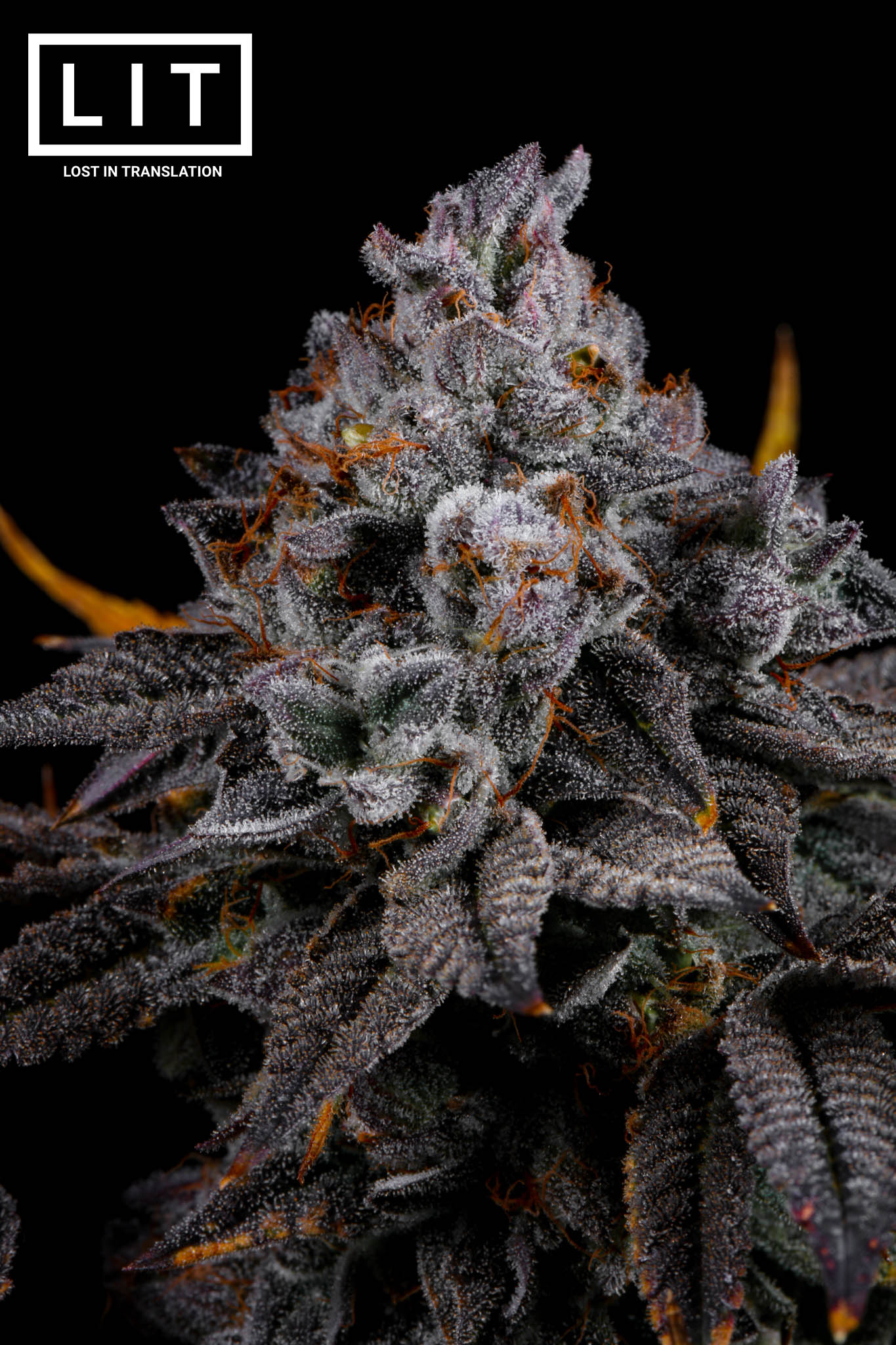 RICKY BOBBY (GARY PAYTON X APPLES & BANANAS X ZOAP) LIT FARMS SEEDS