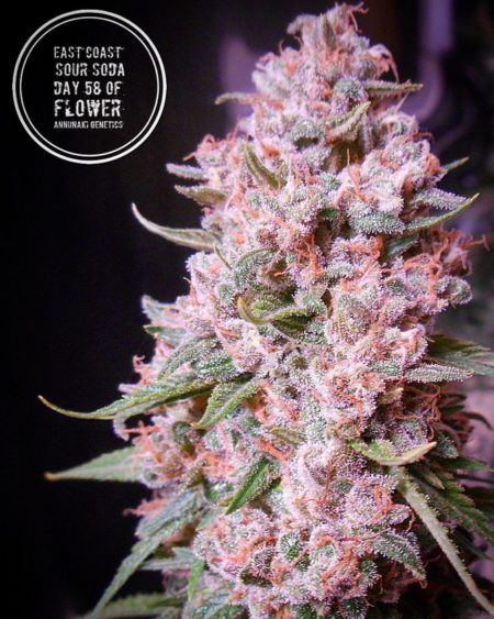 East Coast Sour Soda Annunaki Genetics