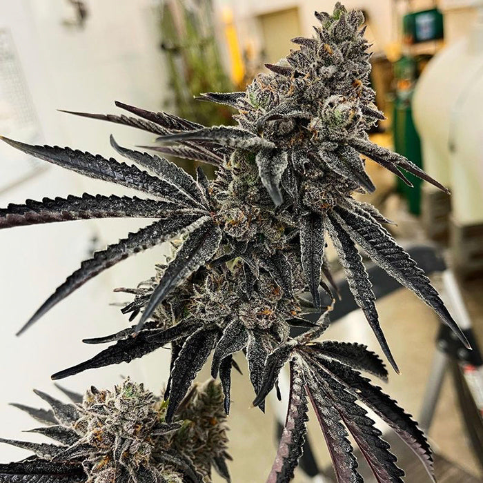 Exotic Genetix Roxanne fem seeds