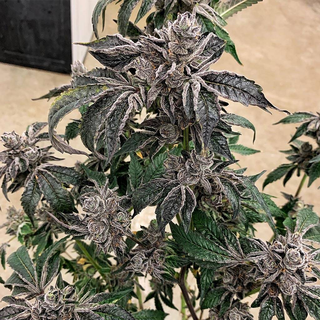 Lip Smacker Seeds Exotic Genetix