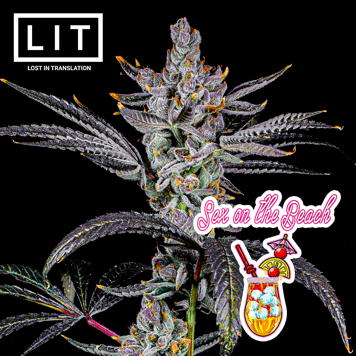 SEX ON THE BEACH (LEMON CHERRY GELATO X ZOAP) FEMS