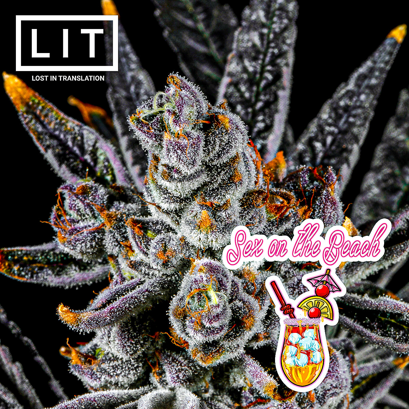 SEX ON THE BEACH (LEMON CHERRY GELATO X ZOAP) LIT FARMS SEEDS