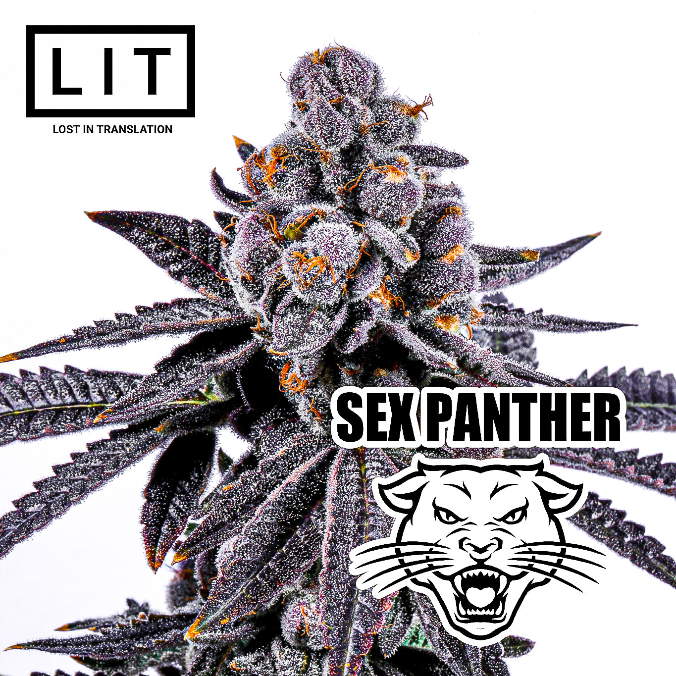 SEX PANTHER (FIRE CROTCH X ZOAP) FEMS