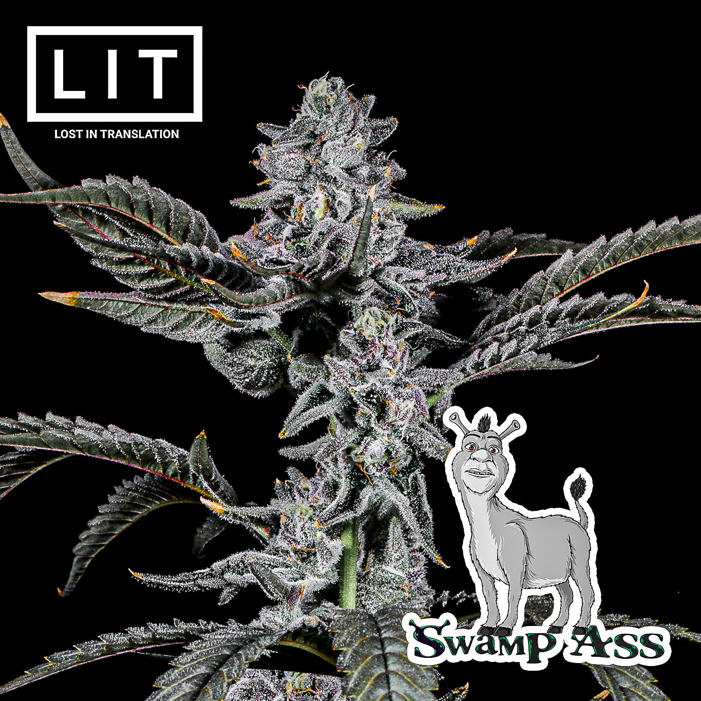 SWAMP ASS (GMO X ZOAP) FEMS
