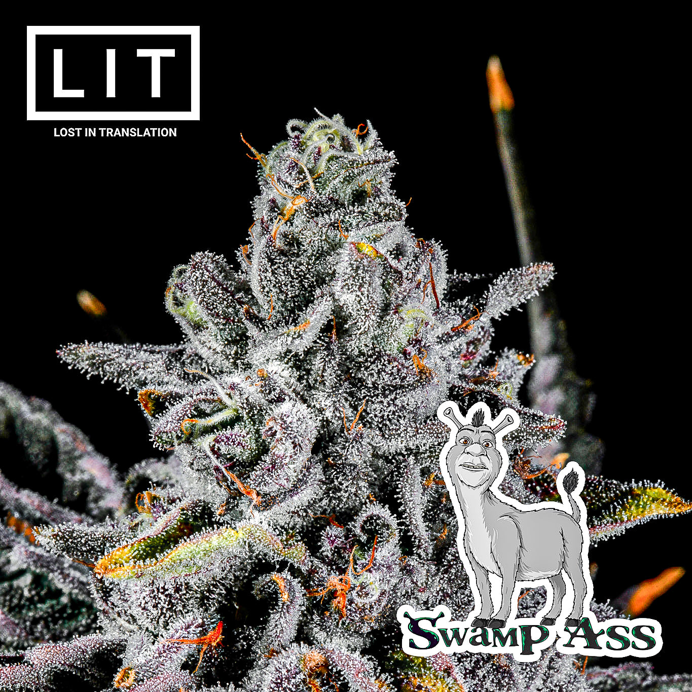 SWAMP ASS (GMO X ZOAP) FEMS