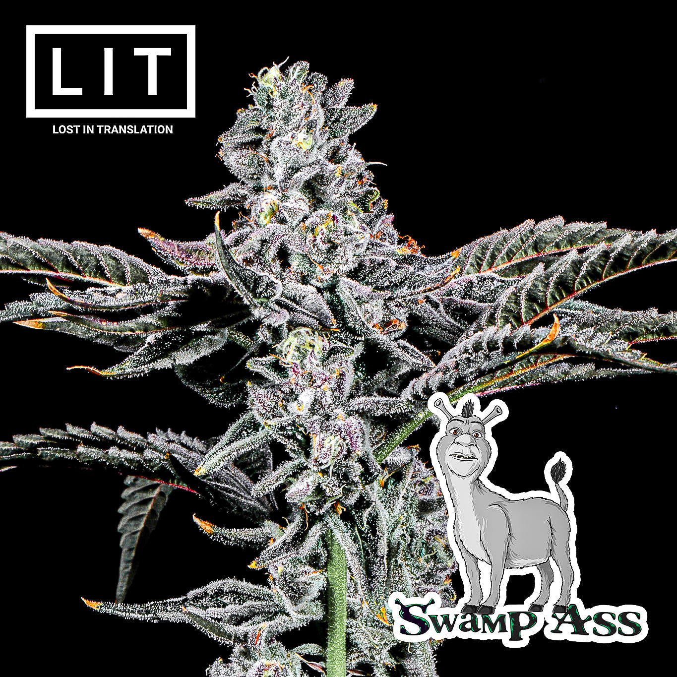 SWAMP ASS (GMO X ZOAP) FEMS