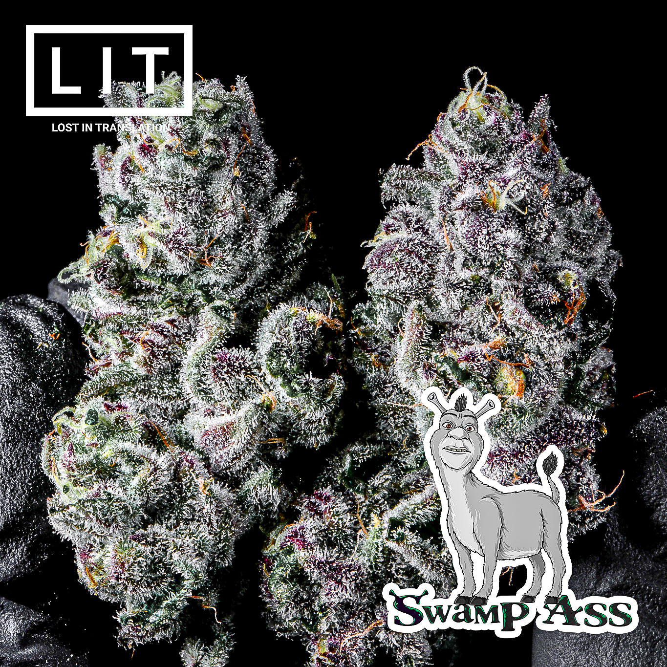 SWAMP ASS (GMO X ZOAP) FEMS