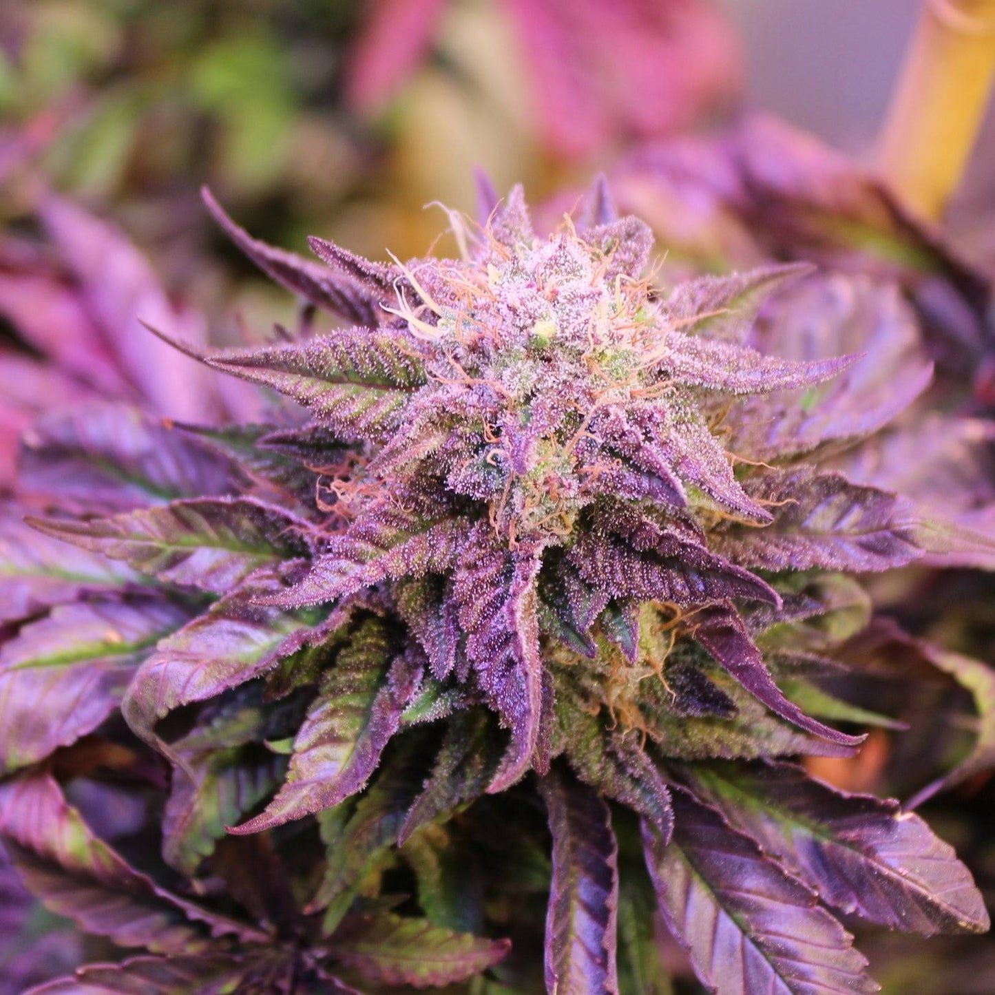 Purple Pineapple Express Annunaki Genetics