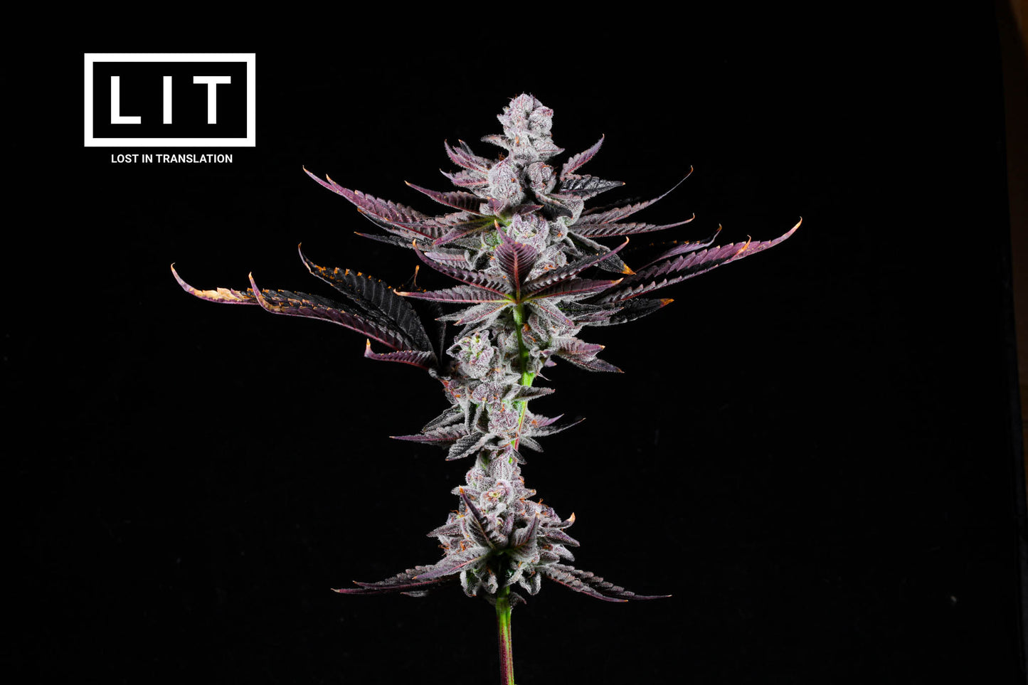 PINK KITTY (WAP X ZOAP) FEM
