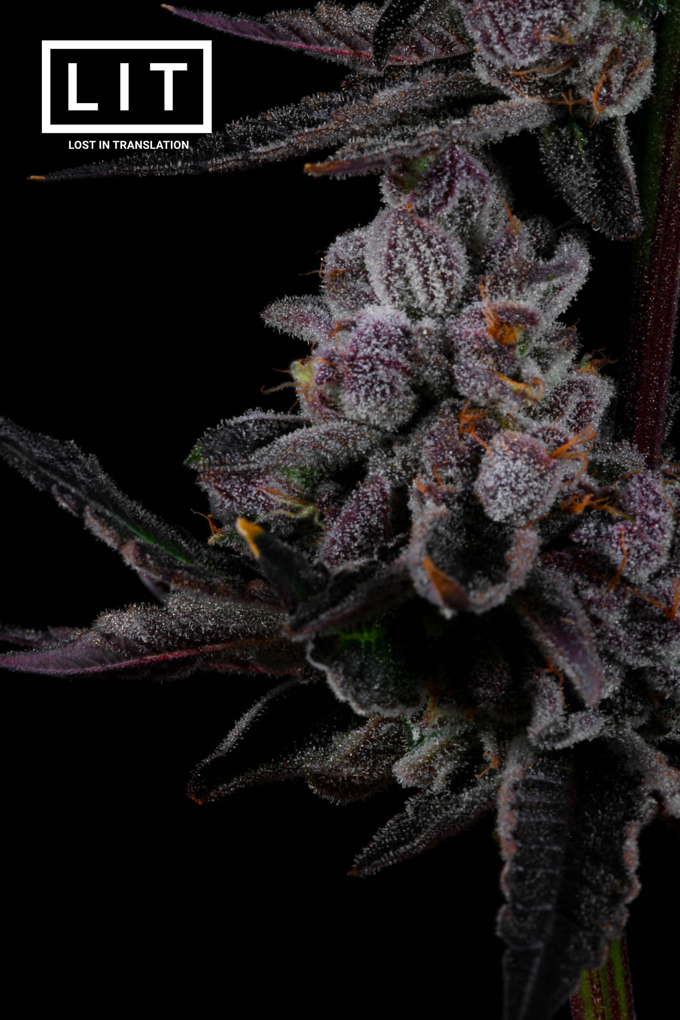 PINK KITTY (WAP X ZOAP) FEM