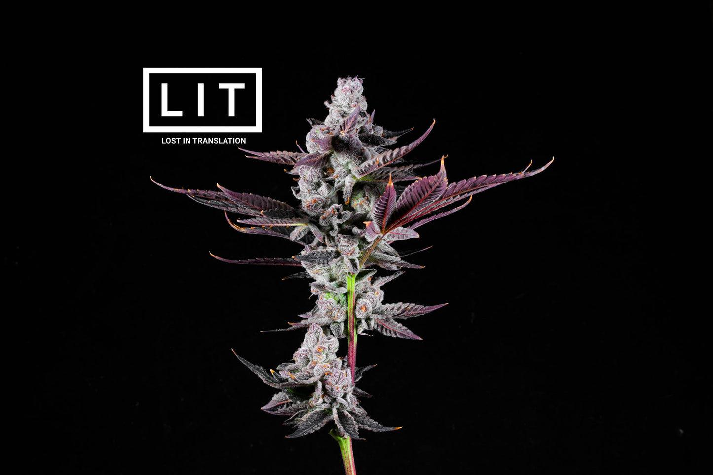 PINK KITTY (WAP X ZOAP) FEM