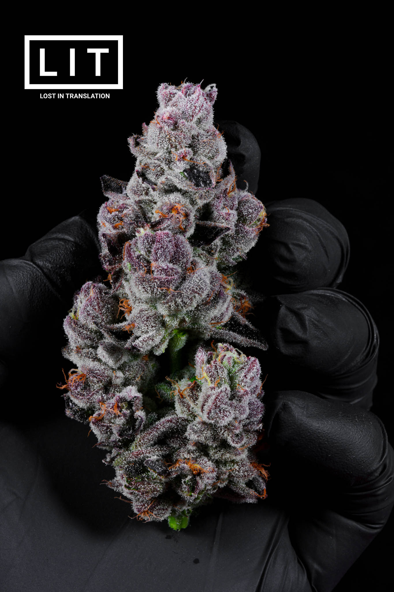 PINK KITTY (WAP X ZOAP) FEM
