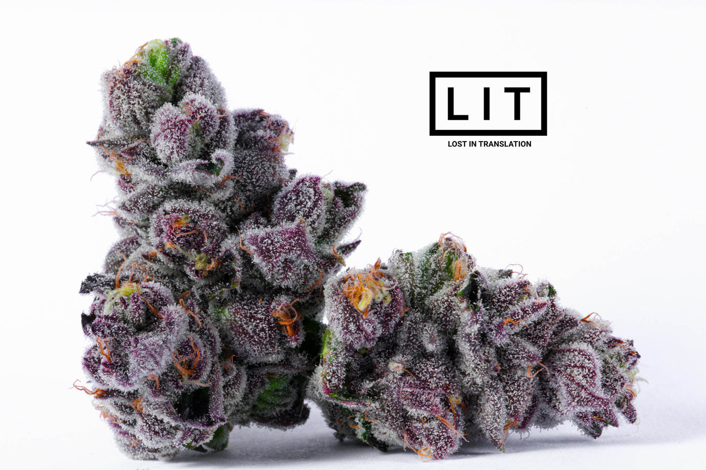 PINK KITTY (WAP X ZOAP) FEM
