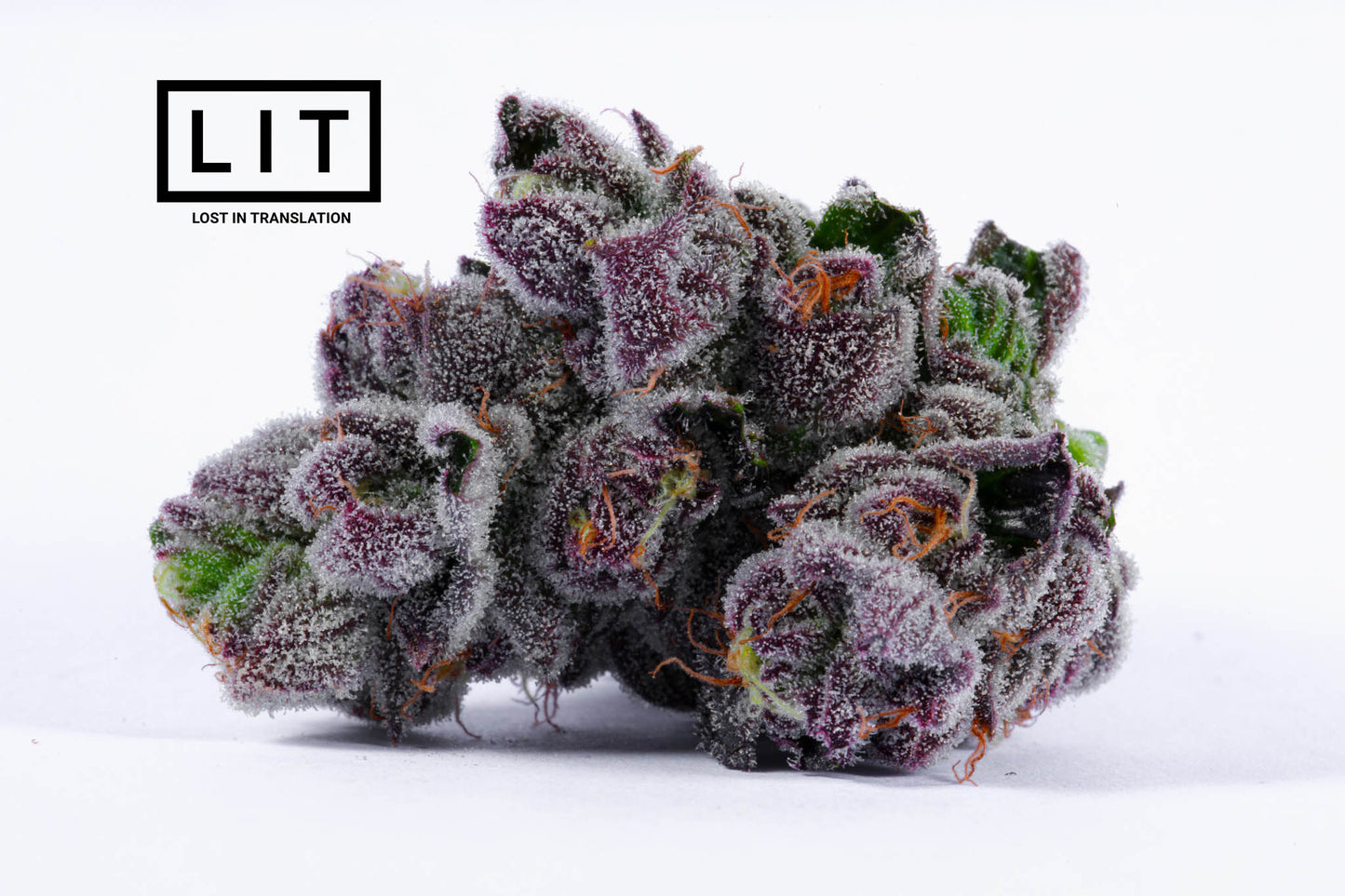 PINK KITTY (WAP X ZOAP) FEM