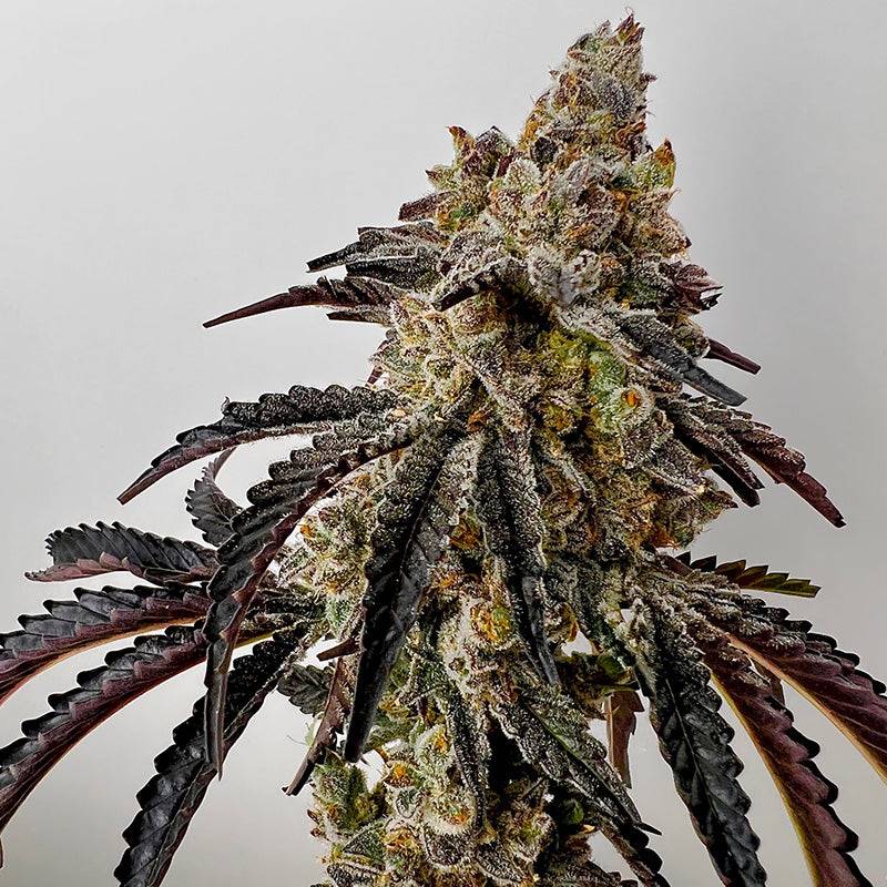 Exotic Genetix Quikz fem seeds