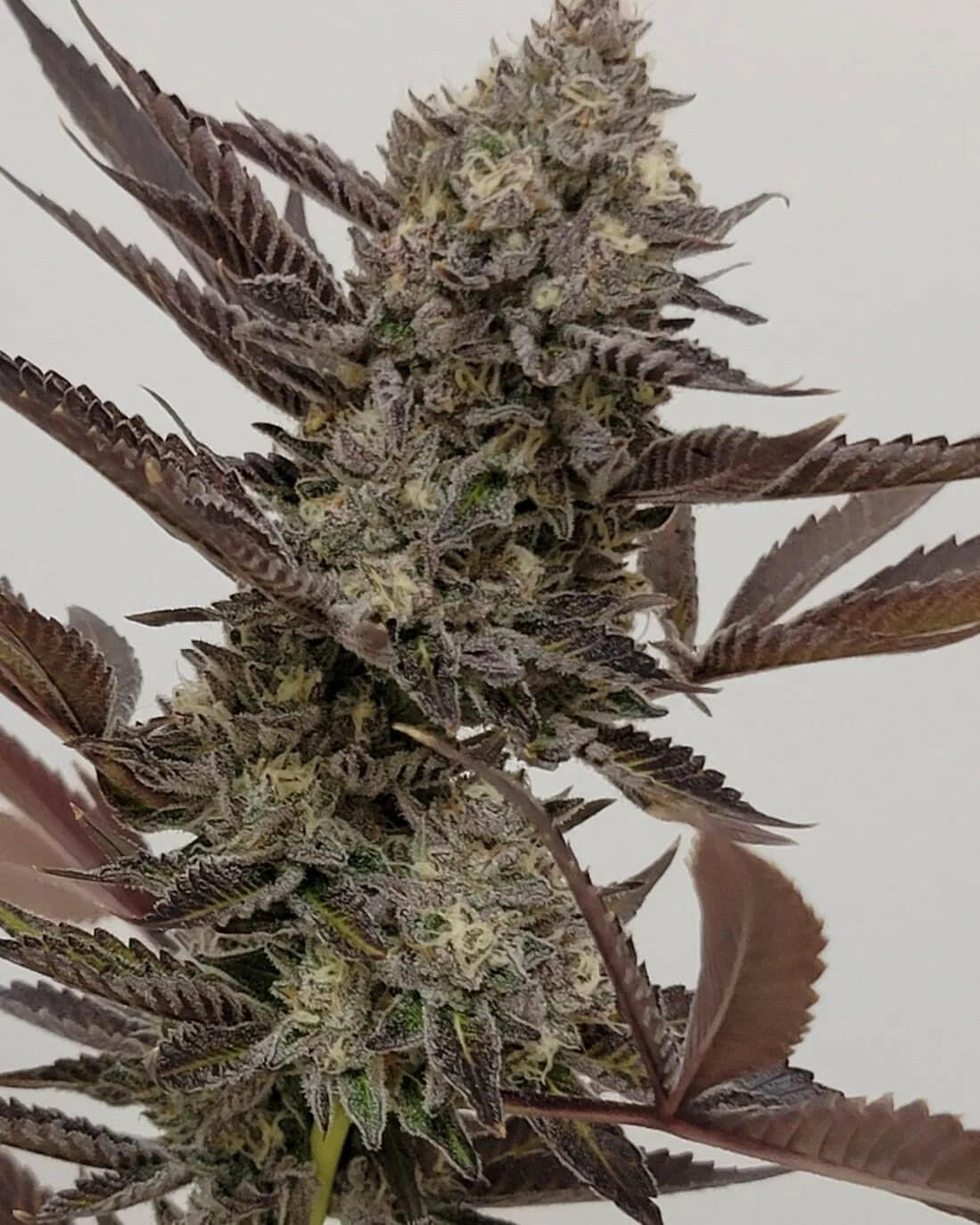 BANANA SPLITTERZ (FEM)