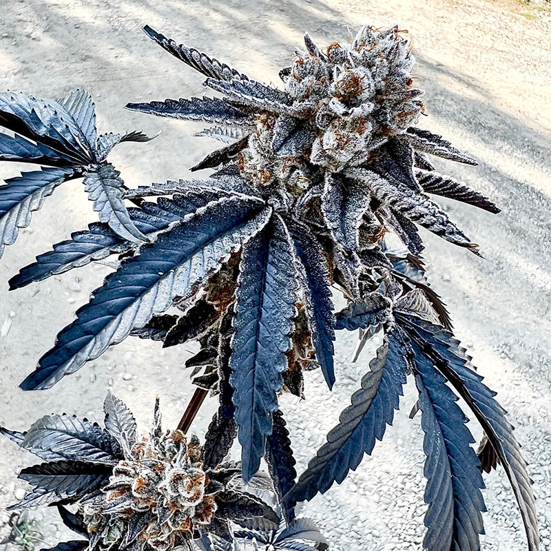 Exotic Genetix Splitz fem seeds