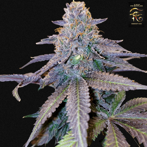 FIRST PRINCIPLES BELLAGIO GELATO (GELATO # 45 x NOW-N-LATER OG) LINE