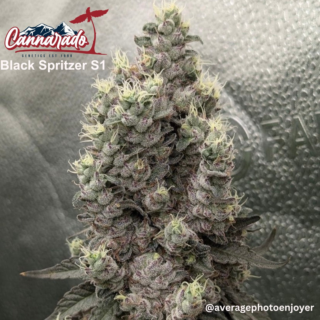 Black Spritzer S1 Seeds Cannarado Genetics