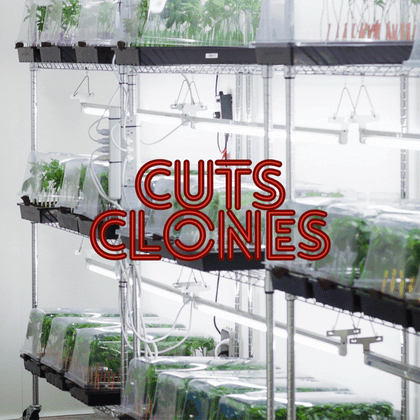 cannabis cuttings & clones