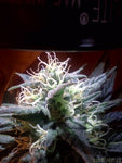 KUSHBERRY (FEM)