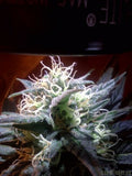 KUSHBERRY (FEM)