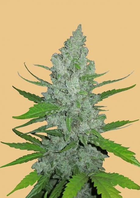 Original Sour Diesel Auto Fem Seeds USA