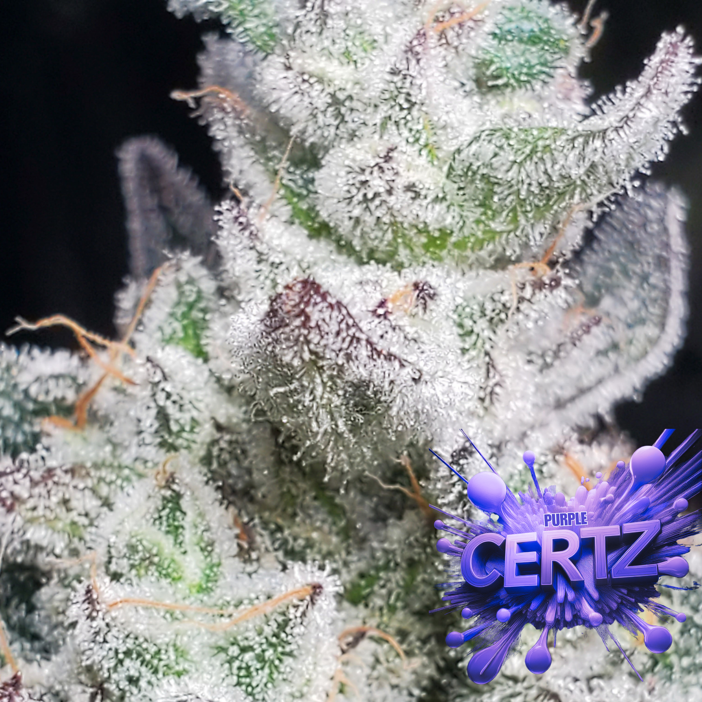 PURPLE CERTZ (FEM)