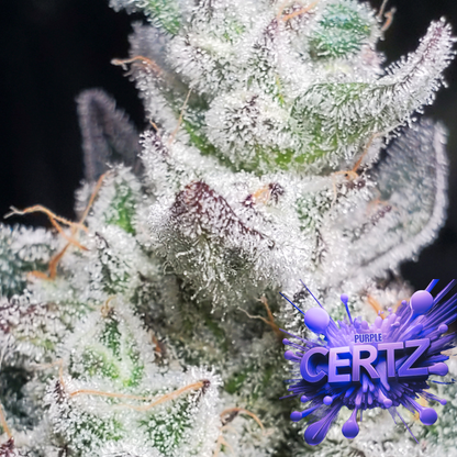 PURPLE CERTZ (FEM)