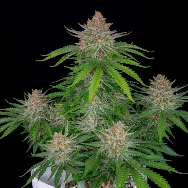 Strawberry Pie Auto Fem Seeds USA